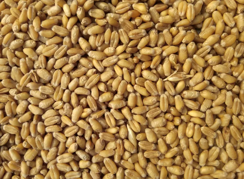 Wheat grains for quality grading and inspection